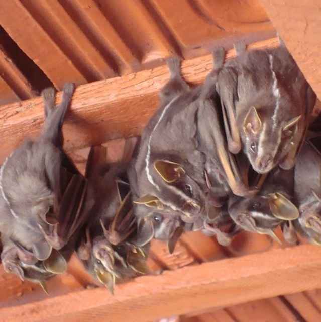 Expurgo de Morcegos em Porto Alegre Expurgo de Morcegos em Porto Alegre