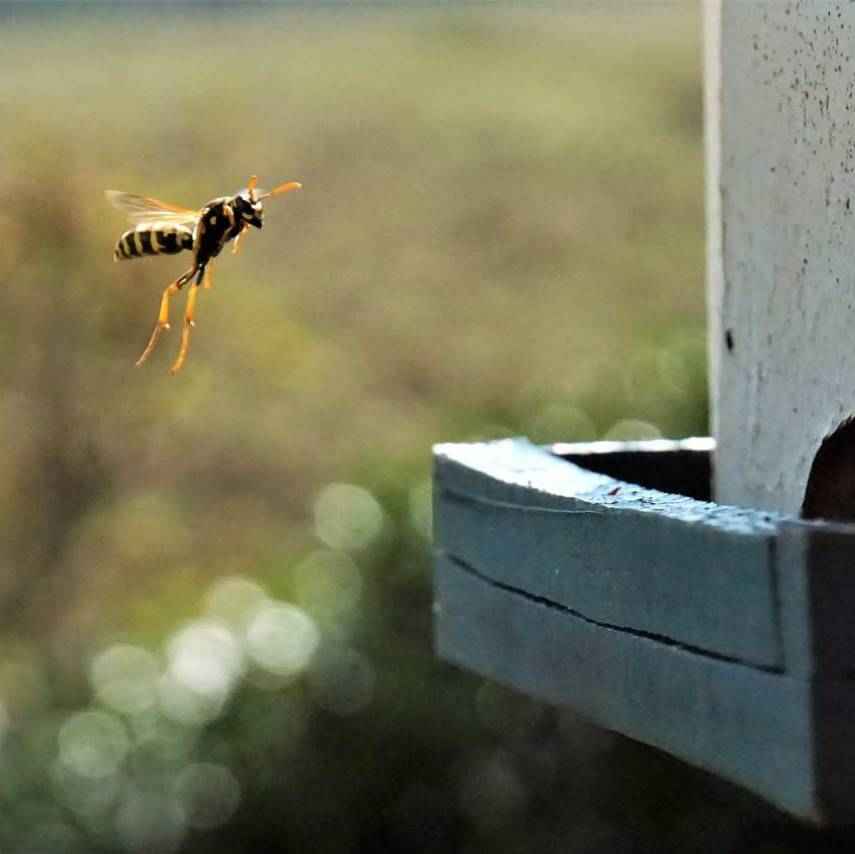Dedetização de Marimbondos em Porto Alegre Dedetização de Marimbondos em Porto Alegre